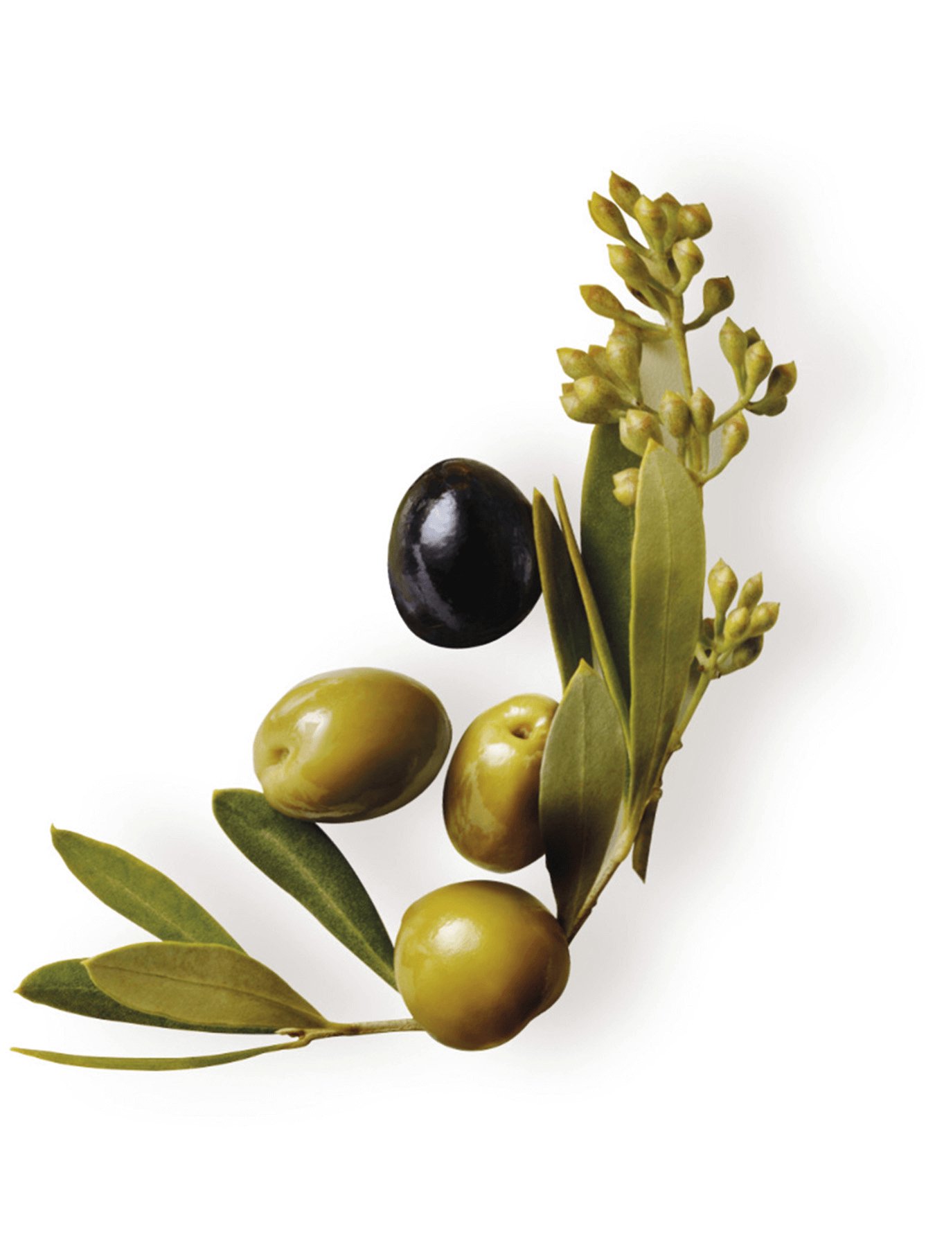 Mascarilla Aceite de Oliva